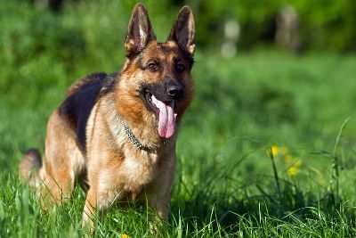 dog bites